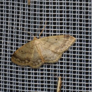 Breitgesäumter Zwergspanner (Idaea biselata) beim abendlichen Leuchten