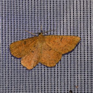 Schlehenspanner (Angerona prunaria) beim abendlichen Leuchten