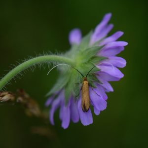 Skabiosen-Langhornmotte (Nemophora metallica) auf Skabiose