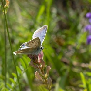 Streifen-Bläuling (Polyommatus damon) auf Esparsette