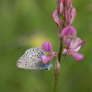 Kronwicken-Bläuling (Plebejus argyrognomon) auf Esparsette