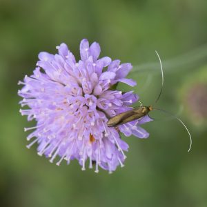 Skabiosen-Langhornmotte (Nemophora metallica) auf Skabiose