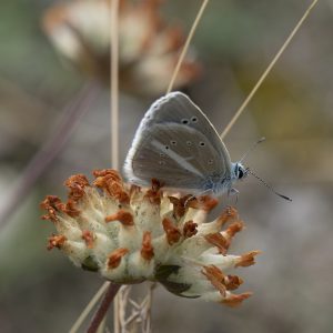 Streifen-Bläuling (Polyommatus damon) auf Wundklee