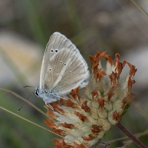 Streifen-Bläuling (Polyommatus damon) auf Wundklee