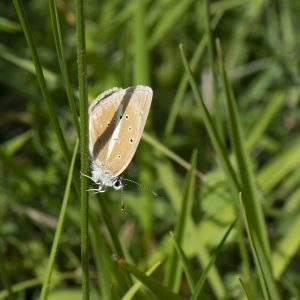 Streifen-Bläuling (Polyommatus damon) auf Gras