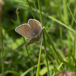 Streifen-Bläuling (Polyommatus damon) auf Gras