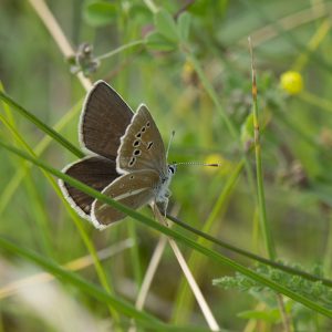 Streifen-Bläuling (Polyommatus damon) auf Gras