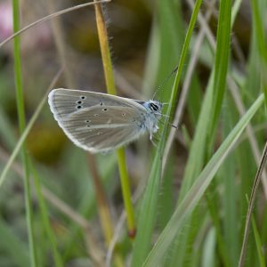 Streifen-Bläuling (Polyommatus damon) auf Gras