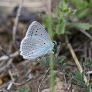 Zahnflügel-Bläuling (Polyommatus daphnis) auf Wiese