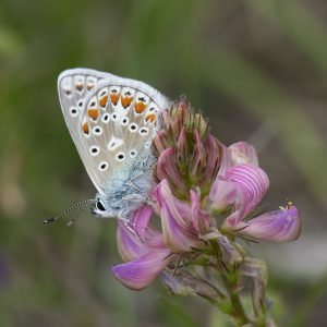 Kleiner Esparsetten-Bläuling (Polyommatus thersites) auf Esparsette