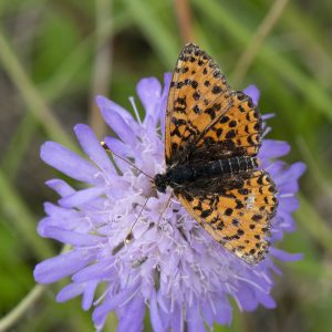 Roter Scheckenfalter (Melitaea didyma) auf Skabiose