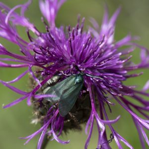 Grünwidderchen auf Flockenblume