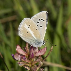 Streifen-Bläuling (Polyommatus damon) auf Esparsette