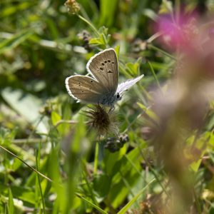 Streifen-Bläuling (Polyommatus damon) auf Wiese