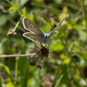 Streifen-Bläuling (Polyommatus damon) auf Wiese