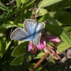 Streifen-Bläuling (Polyommatus damon) auf Esparsette