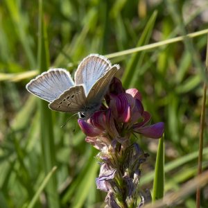 Streifen-Bläuling (Polyommatus damon) auf Esparsette