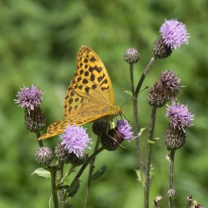 Kaisermantel (Argynnis paphia) auf Acker-Kratzdistel