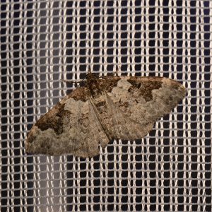 Garten-Blattspanner (Xanthorhoe fluctuata) beim abendlichen Leuchten