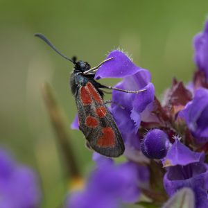 Beilfleck-Widderchen (Zygaena loti) auf Wildblume