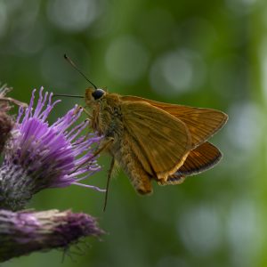 Rostfarbiger Dickkopffalter (Ochlodes sylvanus) auf Acker-Kratzdistel