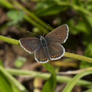 Kleiner Sonnenröschen-Bläuling (Aricia agestis) auf Wiese