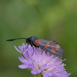 Sechsfleck-Widderchen (Zygaena filipendulae) auf Skabiose