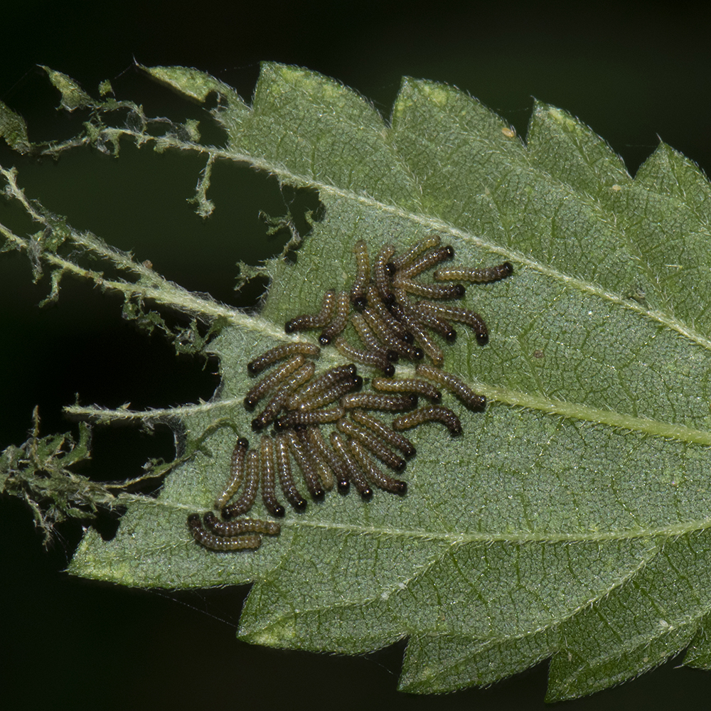 Landkärtchen (Araschnia levana) Raupen auf Brennnessel