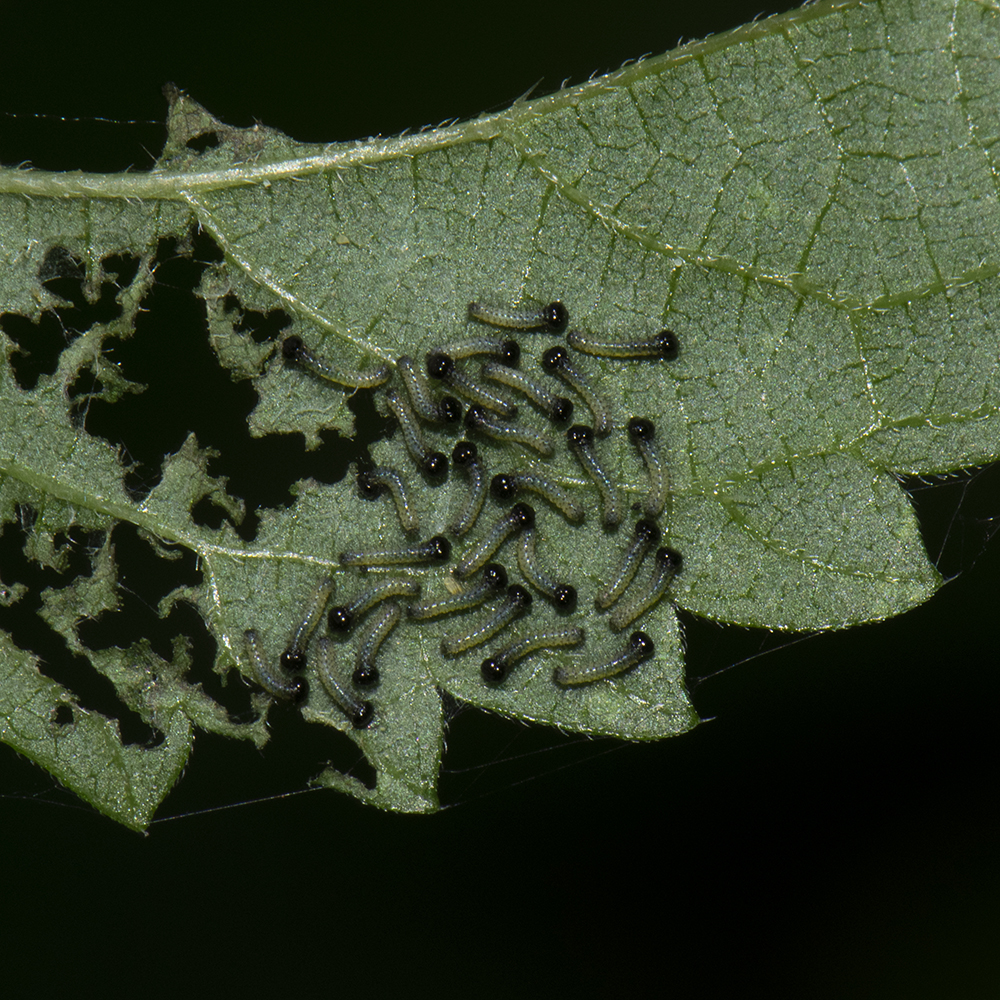 Landkärtchen (Araschnia levana) Raupen auf Brennnessel