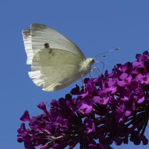 Kleiner Kohlweißling (Pieris rapae) auf Sommerflieder