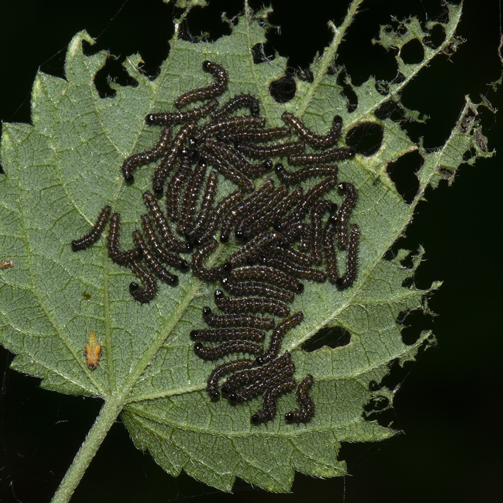Landkärtchen (Araschnia levana) Raupen auf Brennnessel