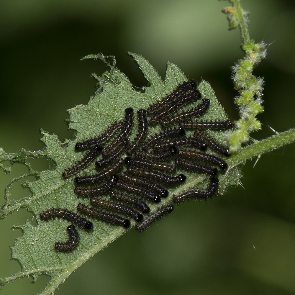 Landkärtchen (Araschnia levana) Raupen auf Brennnessel