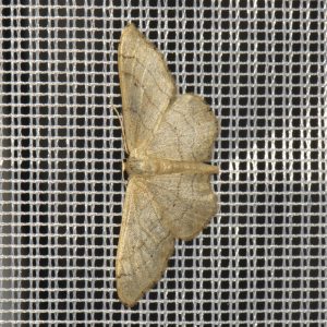 Breitgebänderter Staudenspanner (Idaea aversata) beim abendlichen Leuchten