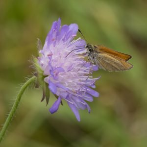 Schwarzkolbiger Braundickkopffalter (Thymelicus lineola) auf Skabiose