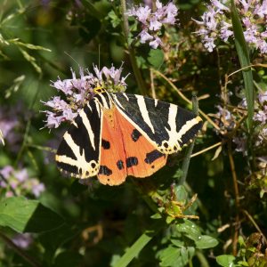 Russischer Bär (Euplagia quadripunctaria) auf Wildem Majoran