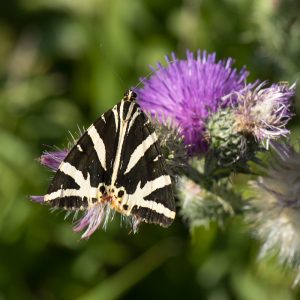 Russischer Bär (Euplagia quadripunctaria) auf Distel