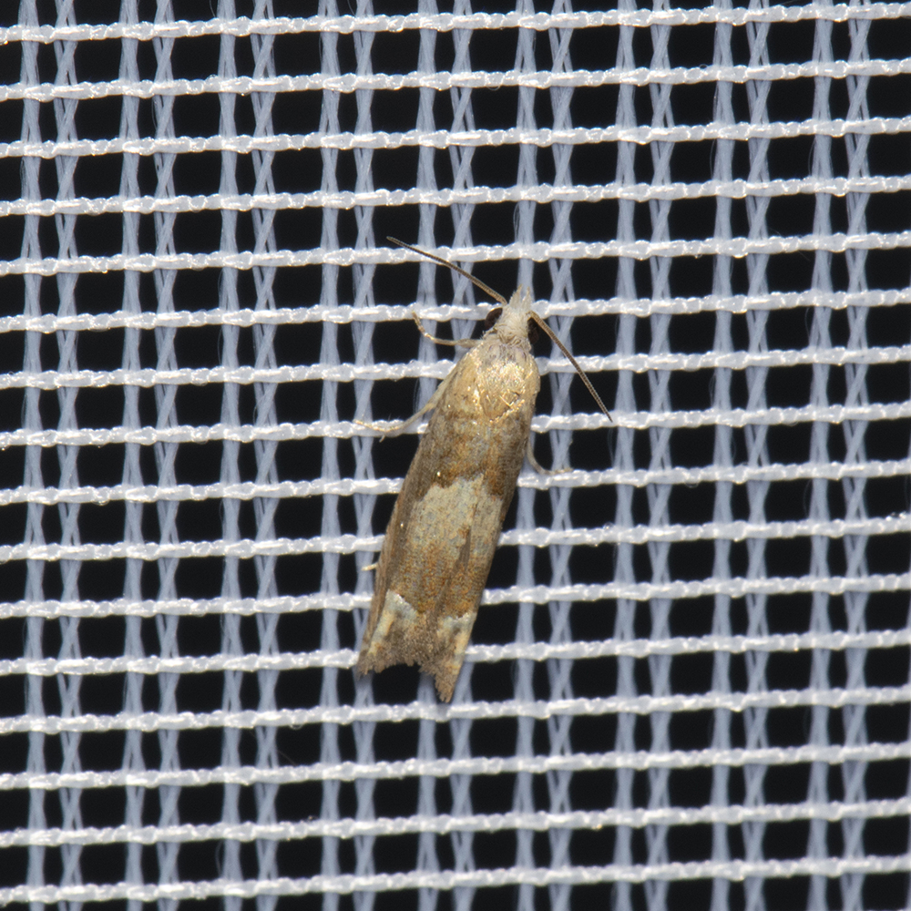 Salatsamenwickler (Eucosma conterminana) beim abendlichen Leuchten