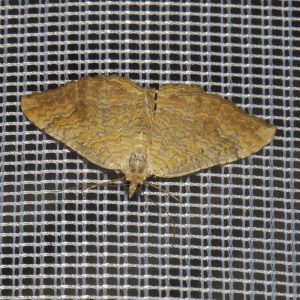 Ockergelber Blattspanner (Camptogramma bilineata) beim abendlichen Leuchten