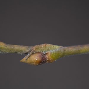 Großer Schillerfalter (Apatura iris) Raupe auf Salweide