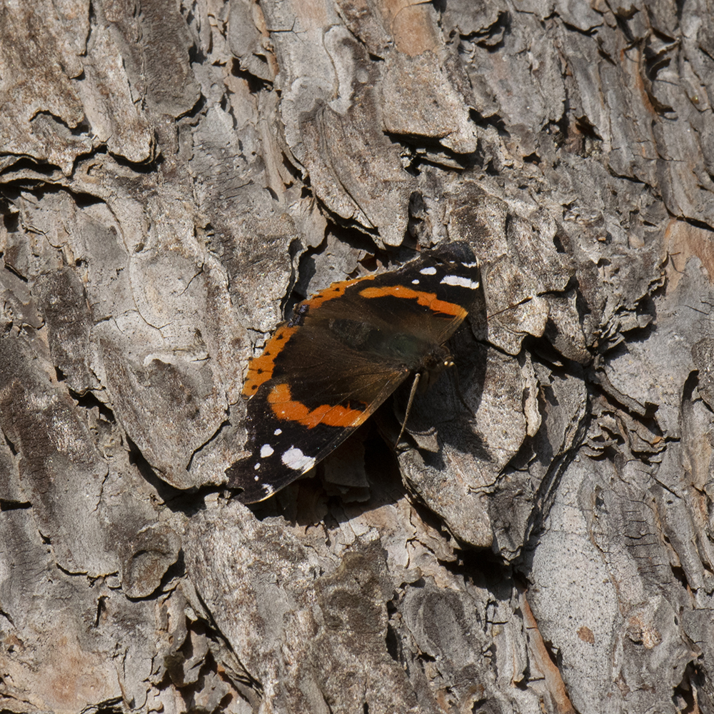 Admiral (Vanessa atalanta) auf Baumstamm