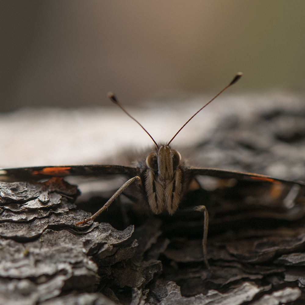 Admiral (Vanessa atalanta) auf Baumstamm