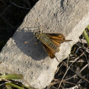 Komma-Dickkopffalter (Hesperia comma) auf Stein