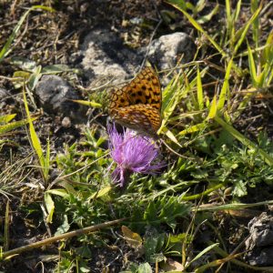 Feuriger Perlmutterfalter (Fabriciana adippe) auf Stengelloser Distel