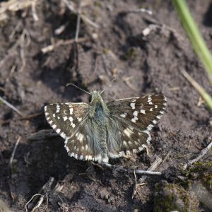 Spätsommer-Würfel-Dickkopffalter (Pyrgus cirsii) auf Boden