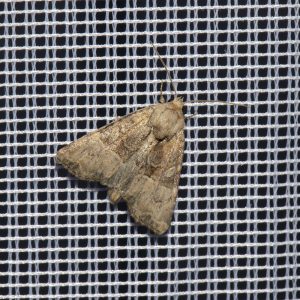 Trockenrasen-Halmeulchen (Mesoligia furuncula) beim abendlichen Leuchten