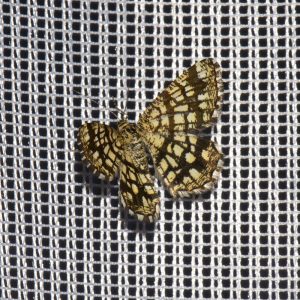 Klee-Gitterspanner (Chiasmia clathrata) beim abendlichen Leuchten