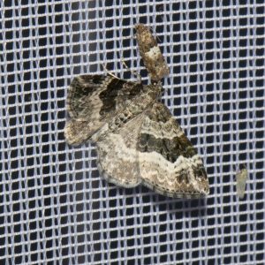 Graubinden-Labkrautspanner (Epirrhoe alternata) beim abendlichen Leuchten