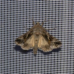 Gammaeule (Autographa gamma) beim abendlichen Leuchten