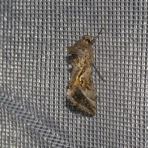 Gammaeule (Autographa gamma) beim abendlichen Leuchten