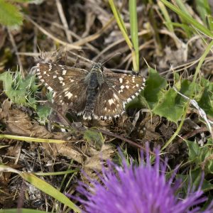 Spätsommer-Würfel-Dickkopffalter (Pyrgus cirsii) auf Wiese